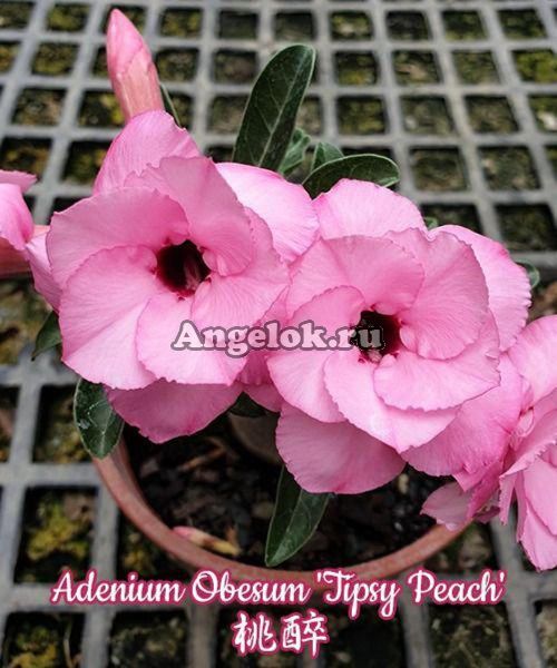 фото Адениум (Adenium obesum Tipsy Peach) от магазина магазина орхидей Ангелок