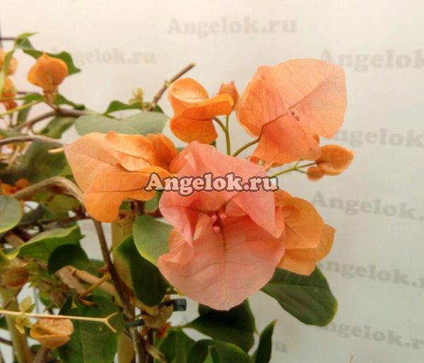 Бугенвиллия (Bougainvillea Bois De Roses) черенок