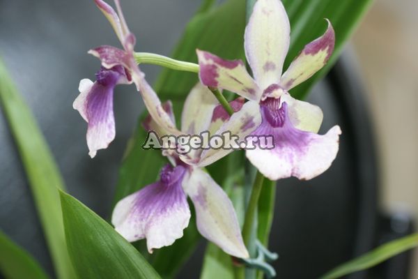 фото Зигопеталум (Zygopetalum Rhein Blue Angel) от магазина магазина орхидей Ангелок