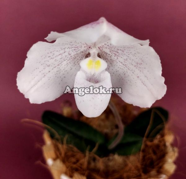 фото Пафиопедилум снежный (Paphiopedilum niveum) от магазина магазина орхидей Ангелок