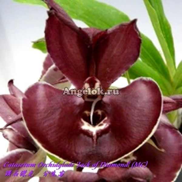 фото Катасетум (Catasetum Orchidglade 'Jack of Diamond') Тайвань от магазина магазина орхидей Ангелок