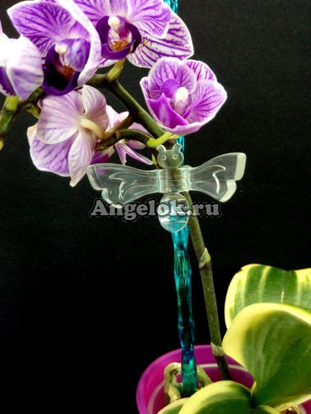 фото Опора пластиковая для орхидей Диамант бирюза от магазина магазина орхидей Ангелок