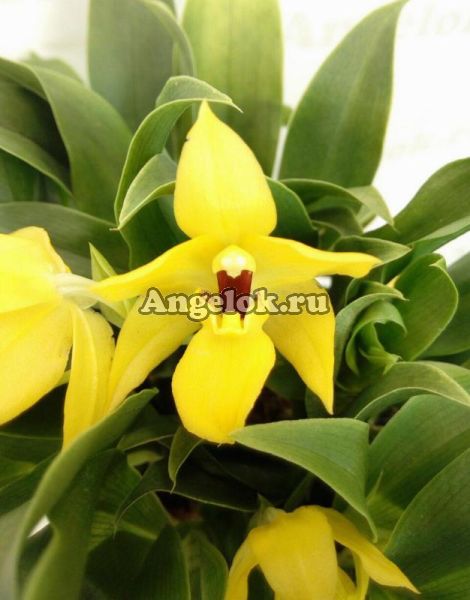 фото Променея (Promenaea Sunlight) от магазина магазина орхидей Ангелок