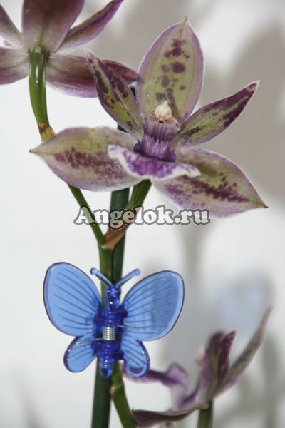 фото Зажим для орхидей Бабочка синяя / сиреневая от магазина магазина орхидей Ангелок