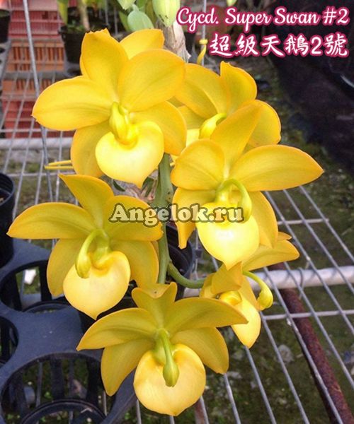 фото Цикнодес (Cyc. Super Swan #2) от магазина магазина орхидей Ангелок