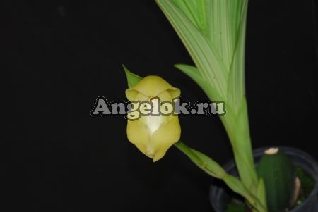 Ангулоа гибрид (Anguloa uniflora x Ang. virginalis)