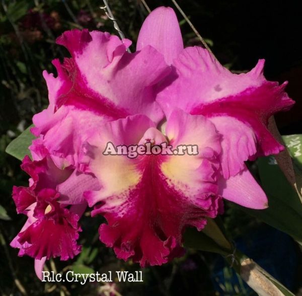 фото Каттлея (Rlc.Crystal Wall) от магазина магазина орхидей Ангелок