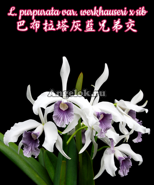 фото Каттлея пурпурата фласка (L. purpurata var. werkhauseri x sib) Тайвань от магазина магазина орхидей Ангелок