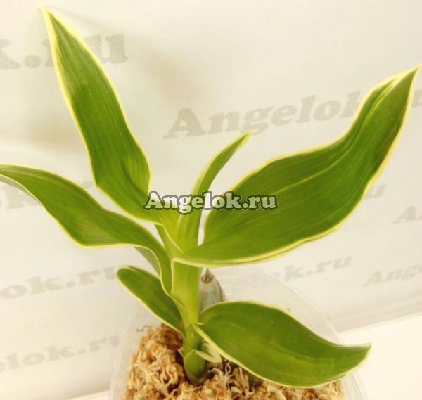 фото Цикнодес пестролистный (Cyc.Wine Delight variation of leaf) от магазина магазина орхидей Ангелок